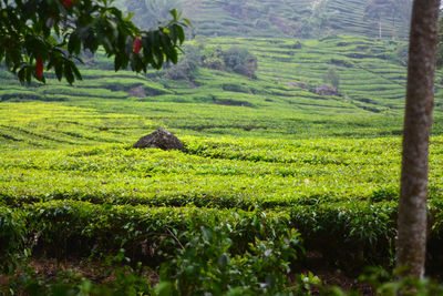 Scenic view of agricultural field