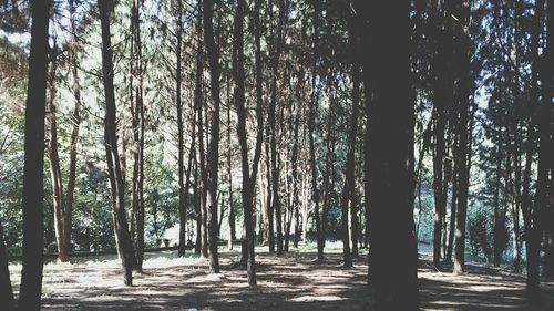 Trees growing in forest