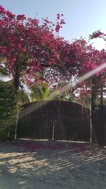 Flower trees against clear sky