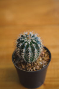 Close-up of cactus in pot