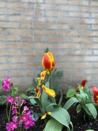 Close-up of flowering plant against wall