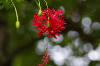 Close-up of red flower