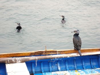 High angle view of cormorant bird and boat in sea
