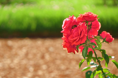 Close-up of red rose blooming outdoors