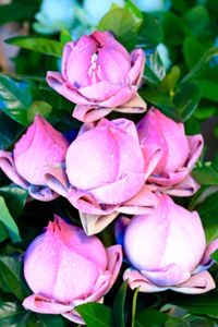 Close-up of pink flowers blooming outdoors