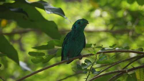 Close-up of bird perching on branch