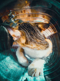 High angle view of cat drinking water