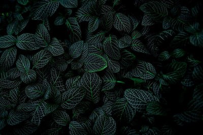 Green leaf texture on dark background. close-up detail of indoor houseplant. beauty house plant. 