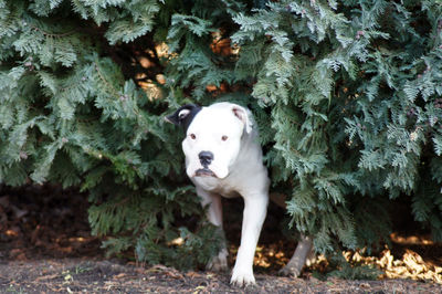 Portrait of white dog standing on tree