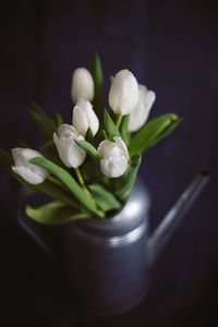 Close-up of white flowering plant