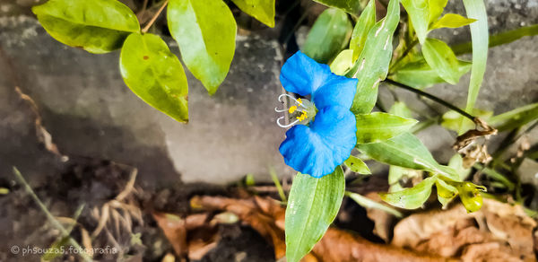 Close-up of blue flower