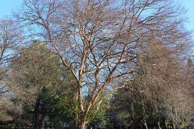 Low angle view of trees against sky