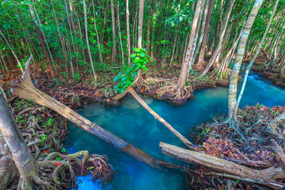 High angle view of trees by river in forest