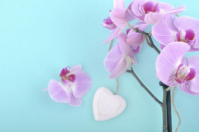 Close-up of pink orchids against white background