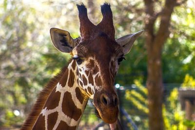 Close-up of giraffe against trees