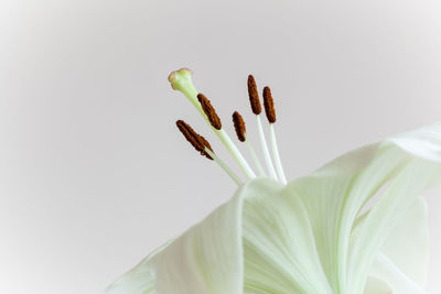 Close-up of white flowers against gray background