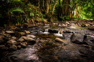 Stream flowing through rocks in forest