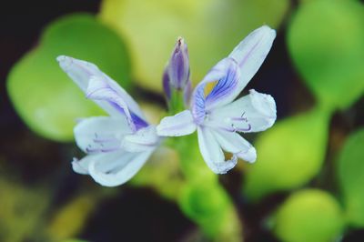 Close-up of purple flowering plant