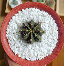 Close-up of white potted plant