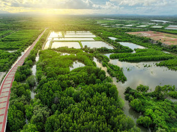 Aerial drone view of a concrete road cutting through a lush green mangrove forest, mangroves 