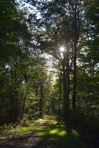 Trees in forest