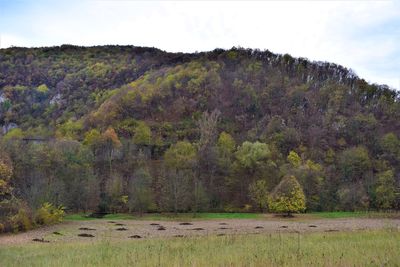 Scenic view of trees on landscape against sky