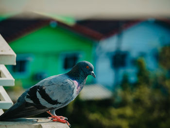 Close-up of pigeon perching on roof