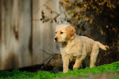 View of dog looking away