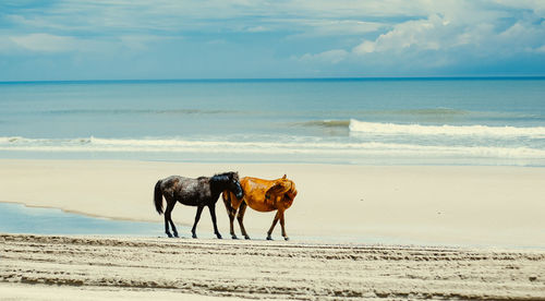 View of horse on beach