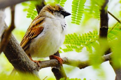 Close-up of bird perching on tree
