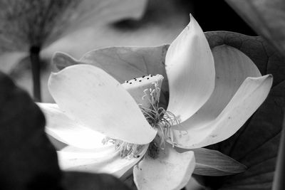 Close-up of fresh white rose flower