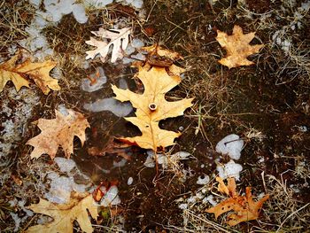 High angle view of fallen maple leaf