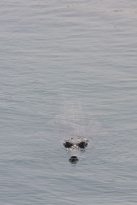 High angle view of turtle in sea