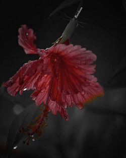 Close-up of wet red hibiscus