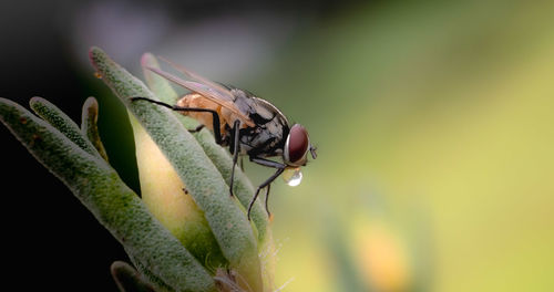 Close-up of a housefly on the plant after the rain.