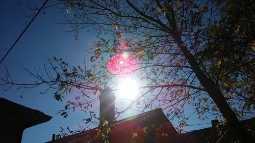 Low angle view of trees against clear sky