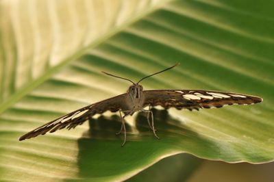 Close-up of butterfly perching on leaf