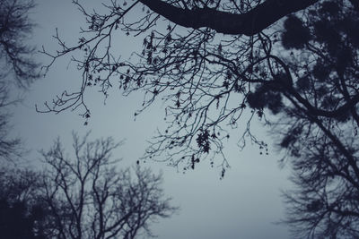 Low angle view of bird perching on bare tree against sky