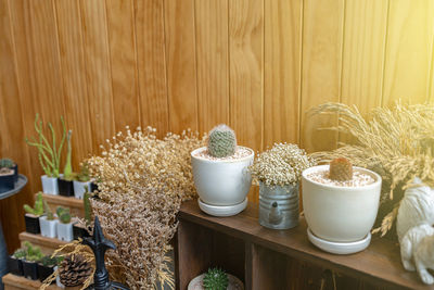 Potted plants on table at home