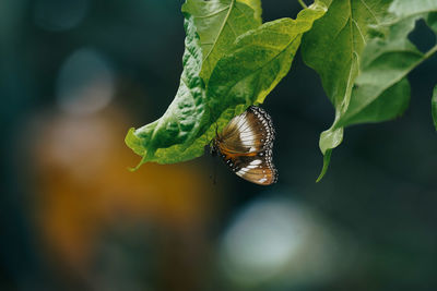 Close-up of insect on leaf