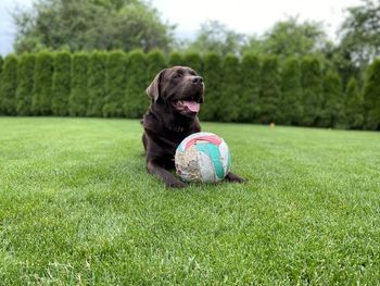 Dog with ball on field