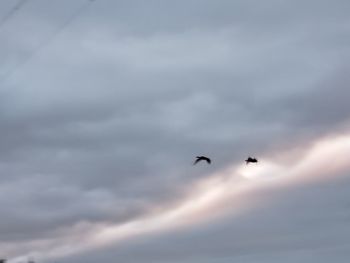 Low angle view of birds flying in sky