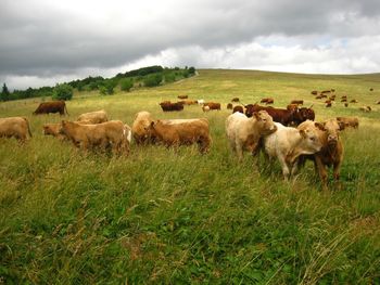 Sheep on field