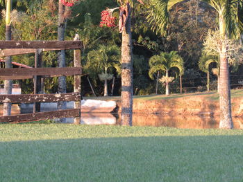 Trees and plants in park