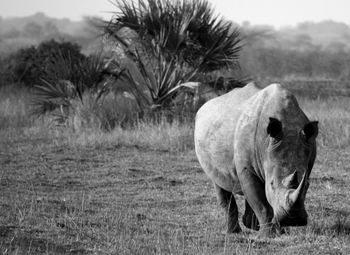 Black and white rhino on safari