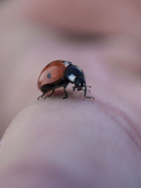 Macro shot of ladybug