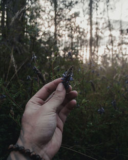 Midsection of person holding plant in forest