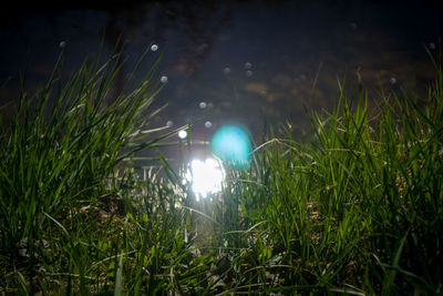 Grass growing on field against sky at night