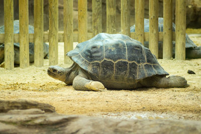 Close-up of a turtle