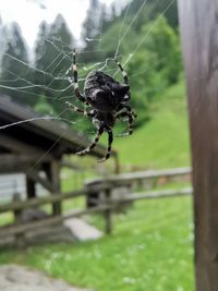 Close-up of spider on web